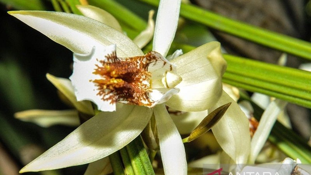 Sepanjang tahun 2024, BRIN berhasil mengidentifikasi 98 taksa baru, termasuk 43 spesies baru flora dan fauna Indonesia, serta mikroorganisme, yang berkontribusi signifikan pada khazanah biodiversitas global.