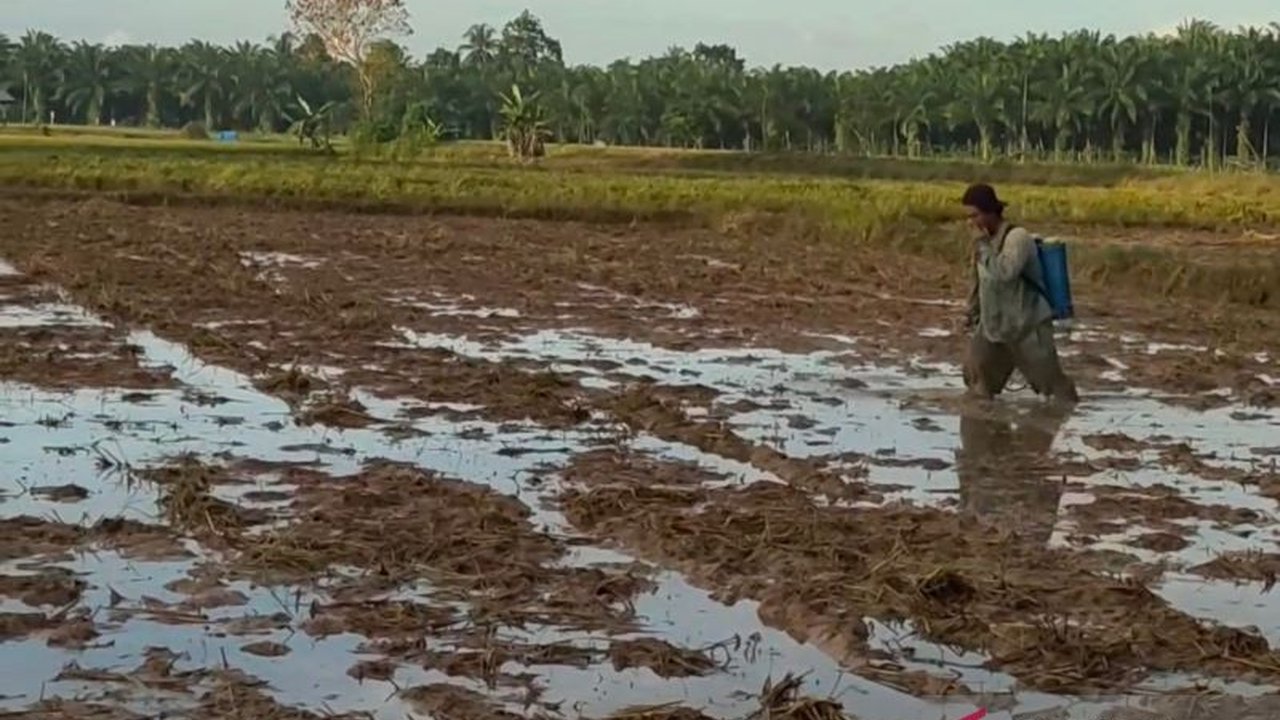 Pemerintah Kabupaten Mukomuko, Bengkulu, gencar mencegah alih fungsi lahan sawah menjadi perkebunan sawit dengan sosialisasi, pendekatan langsung, dan ancaman sanksi hukum sesuai Permentan Nomor 41 Tahun 2009.