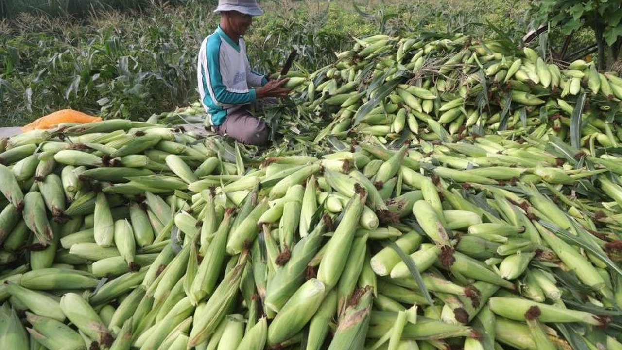 BRIN Ungkap Keunggulan Tumpang Sari untuk Ketahanan Pangan