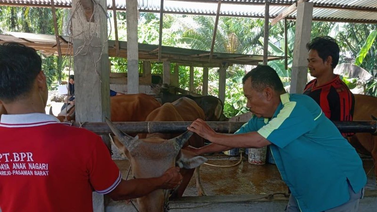 Pemerintah Kabupaten Pasaman Barat telah melakukan vaksinasi PMK terhadap 1.800 sapi di lima kecamatan untuk mencegah penyebaran penyakit tersebut, dengan dukungan tenaga medis hewan yang memadai.