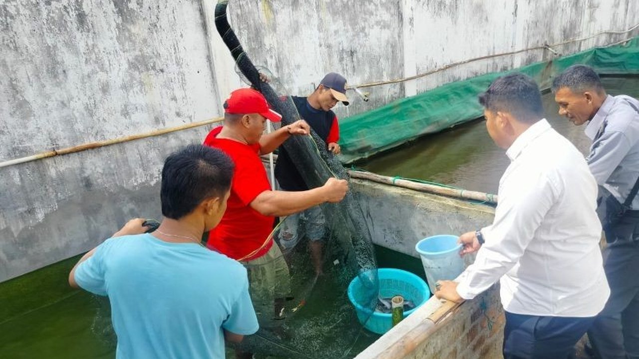 Lembaga Pemasyarakatan (Lapas) Kelas IIB Martapura, OKU Timur, Sumatera Selatan sukses panen ikan lele hasil budidaya warga binaan, sebagai bagian dari program pelatihan keterampilan dan pemenuhan kebutuhan pangan.