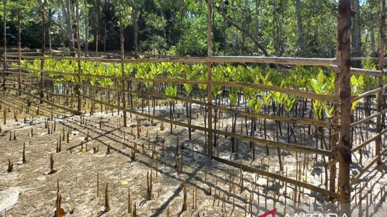 Pemerintah Kabupaten Kotabaru, Kalimantan Selatan, menanam 26.000 bibit mangrove di dua desa untuk mengatasi abrasi pantai dan melindungi ekosistem pesisir.