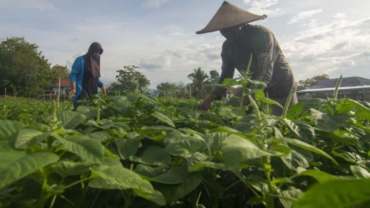 Dinas Tenaga Kerja dan Transmigrasi Banten melaporkan Kabupaten Tangerang sebagai daerah dengan jumlah pendaftar transmigrasi terbanyak tahun 2024, meskipun kuota terbatas.