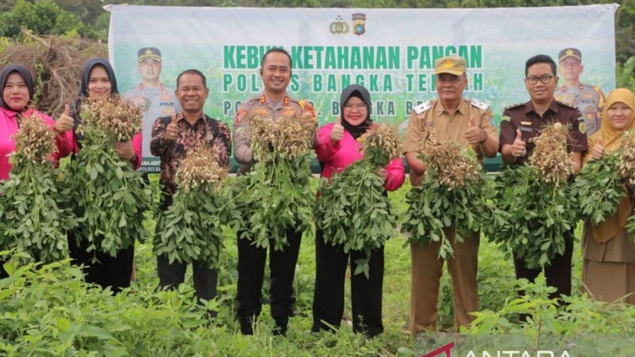 Polres Bangka Tengah berhasil panen raya kacang tanah dari lahan 2,8 hektare, menunjukkan sinergi kepolisian dan masyarakat dalam mendukung program ketahanan pangan nasional.