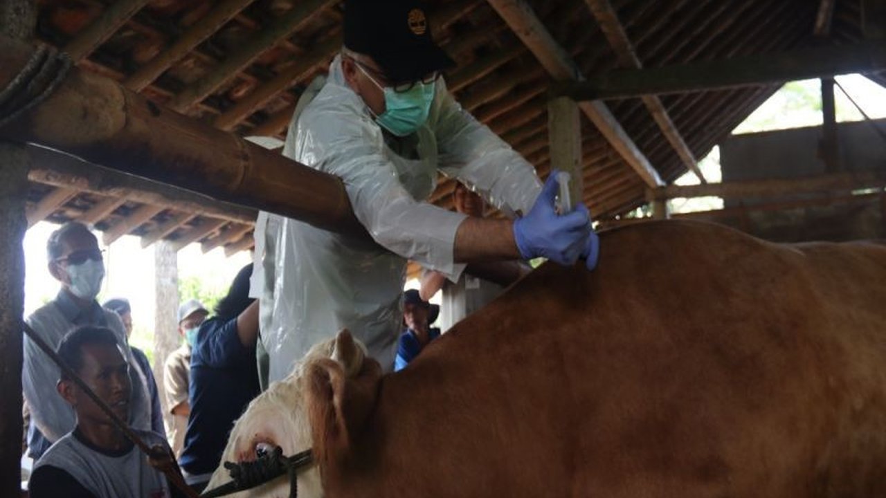 Dinas Peternakan dan Kesehatan Hewan (DPKH) Gunungkidul menerima 9.400 dosis vaksin PMK tahap kedua untuk pengendalian penyakit mulut dan kuku, dengan total pengajuan 31.000 dosis hingga Agustus mendatang.