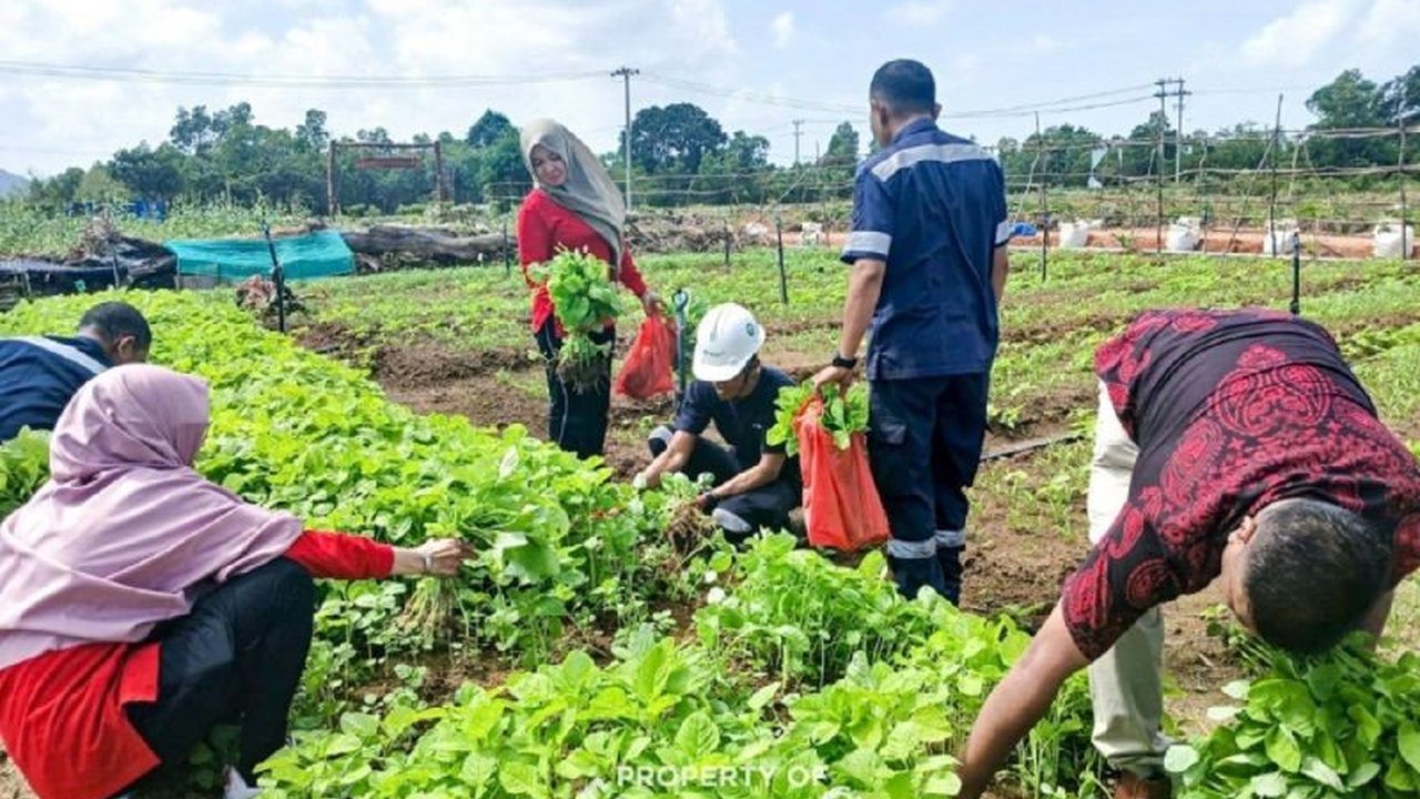 PT Timah's Farm Estate Tanjung Ular di Bangka Barat, seluas 3,5 hektare, berhasil menciptakan lapangan kerja bagi warga sekitar dan mendorong ketahanan pangan melalui budidaya berbagai tanaman pangan dan buah-buahan.