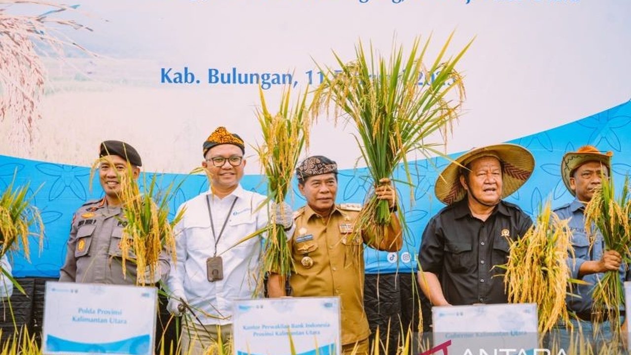 Pemerintah Provinsi Kaltara dan Bank Indonesia berhasil panen padi organik di Bulungan, Kalimantan Utara, sebagai upaya pengendalian inflasi pangan dan peningkatan swasembada pangan nasional.