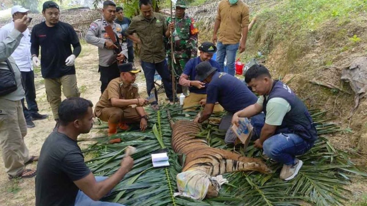 Seekor harimau sumatra jantan yang terjebak di Aceh Timur telah berhasil direlokasi ke hutan lindung di Kota Langsa setelah sebelumnya dibius dan diperiksa kesehatannya oleh tim medis.