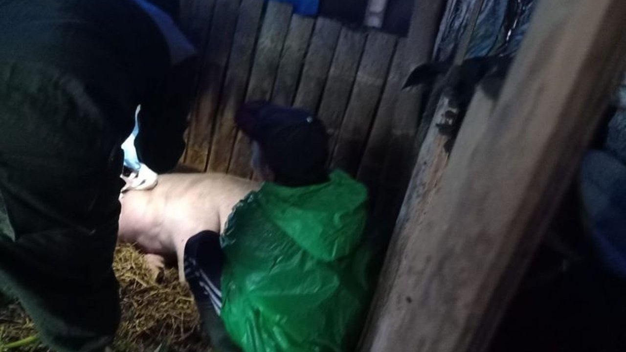 Dinas Peternakan dan Kesehatan Hewan Pasuruan menyelidiki kematian mendadak 70 babi di dua desa di Kecamatan Tosari, dengan kecurigaan virus ASF sebagai penyebabnya sementara menunggu hasil uji lab.