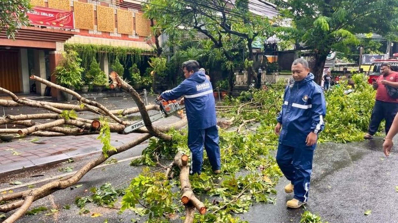 Waspada Pohon Tumbang Akibat Angin Kencang di Denpasar