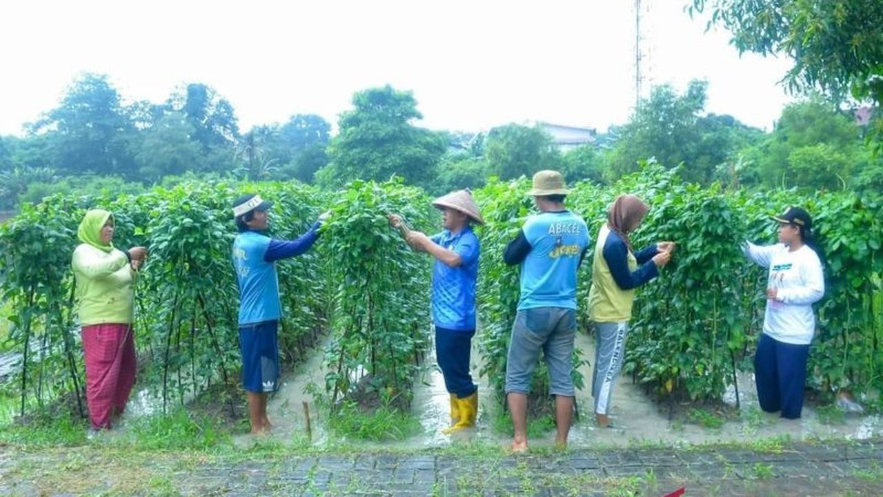 Lanud Halim Perdanakusuma berhasil memanen kacang dari lahan seluas 6,5 hektare, mendukung program ketahanan pangan dan menyediakan bahan pangan untuk program makan bergizi gratis (MBG).