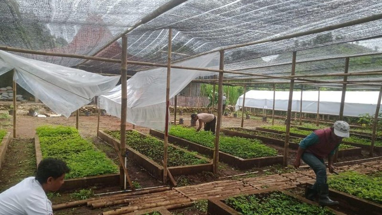 PLN Energi Primer Indonesia (PLN EPI) menanam 50.000 pohon multifungsi di Gunungkidul, Yogyakarta, sebagai bagian dari program pengembangan biomassa untuk energi terbarukan dan peningkatan ekonomi masyarakat.