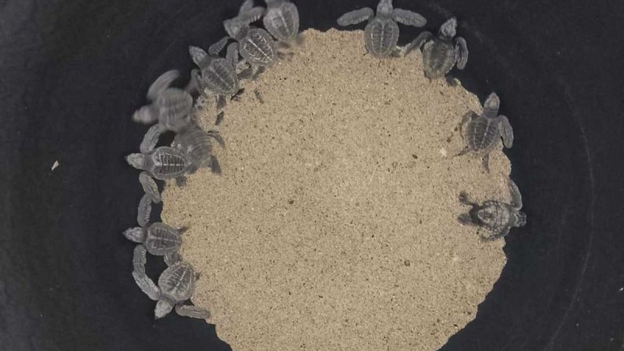 Masyarakat dan Lembaga Konservasi Penyu Ujung Tiba di Aceh Besar melepasliarkan 23 tukik jenis lekang ke laut sebagai upaya pelestarian penyu yang terancam punah.