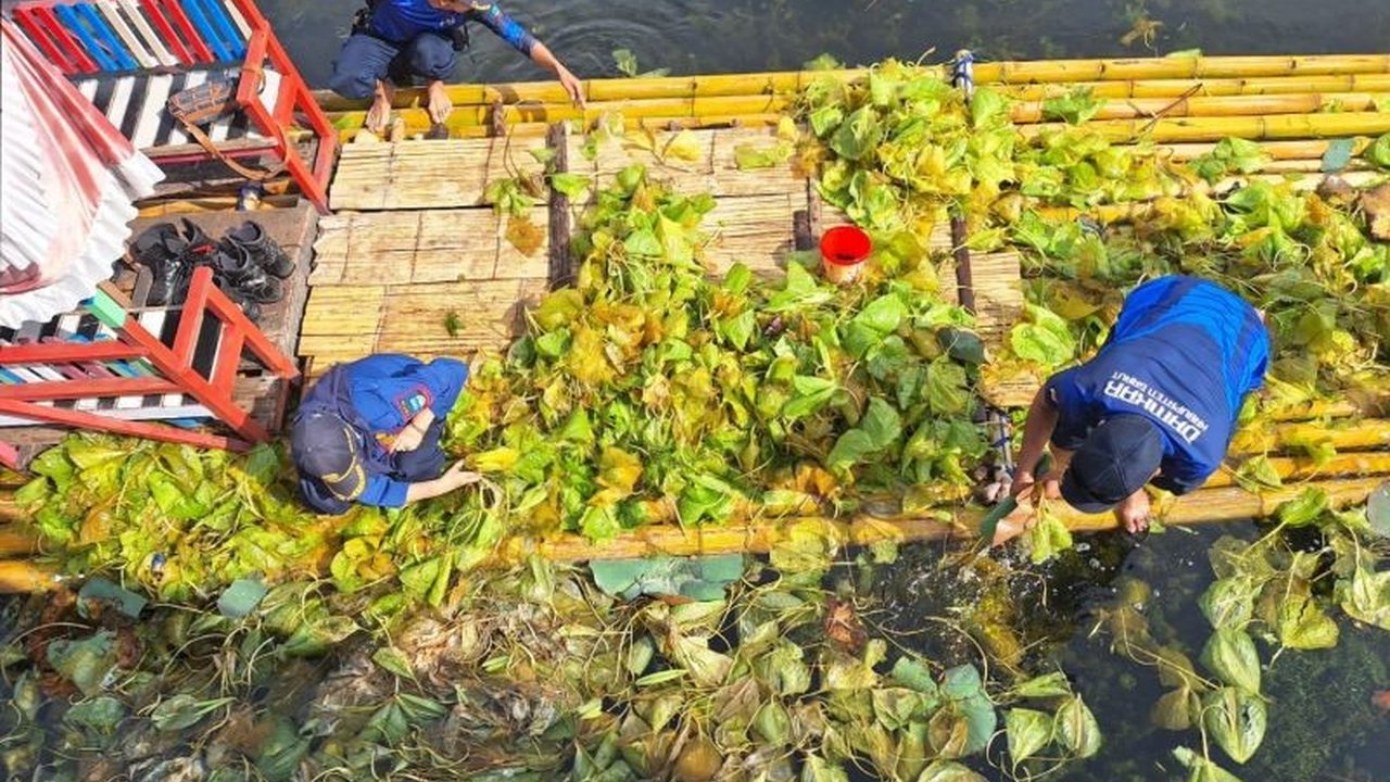 Pemerintah Kabupaten Garut menurunkan 120 personel untuk membersihkan eceng gondok di Situ Bagendit guna menjaga keindahan dan kenyamanan objek wisata tersebut jelang Hari Jadi Garut ke-212.