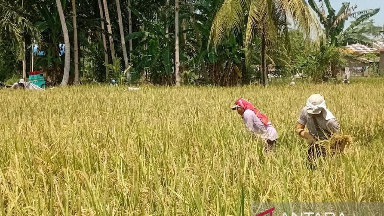 Bulog Sumut optimis mencapai target penyerapan 12.000 ton gabah kering panen (GKP) hingga April 2025 untuk menjaga ketahanan pangan dan stabilisasi harga beras.