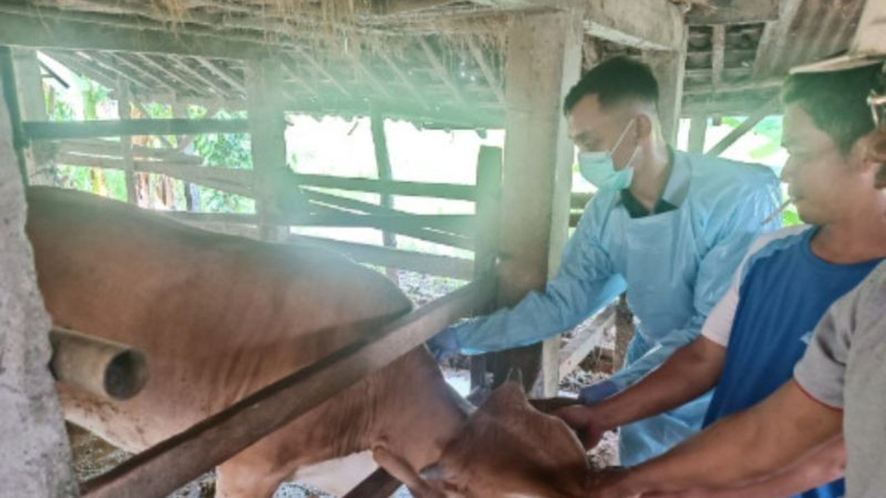 Dinas Pertanian Kulon Progo menargetkan vaksinasi PMK sebanyak 7.800 dosis pada Februari 2025 untuk mencegah penyebaran PMK setelah realisasi 2.300 dosis di Januari 2025 dan didukung kesadaran peternak yang tinggi.