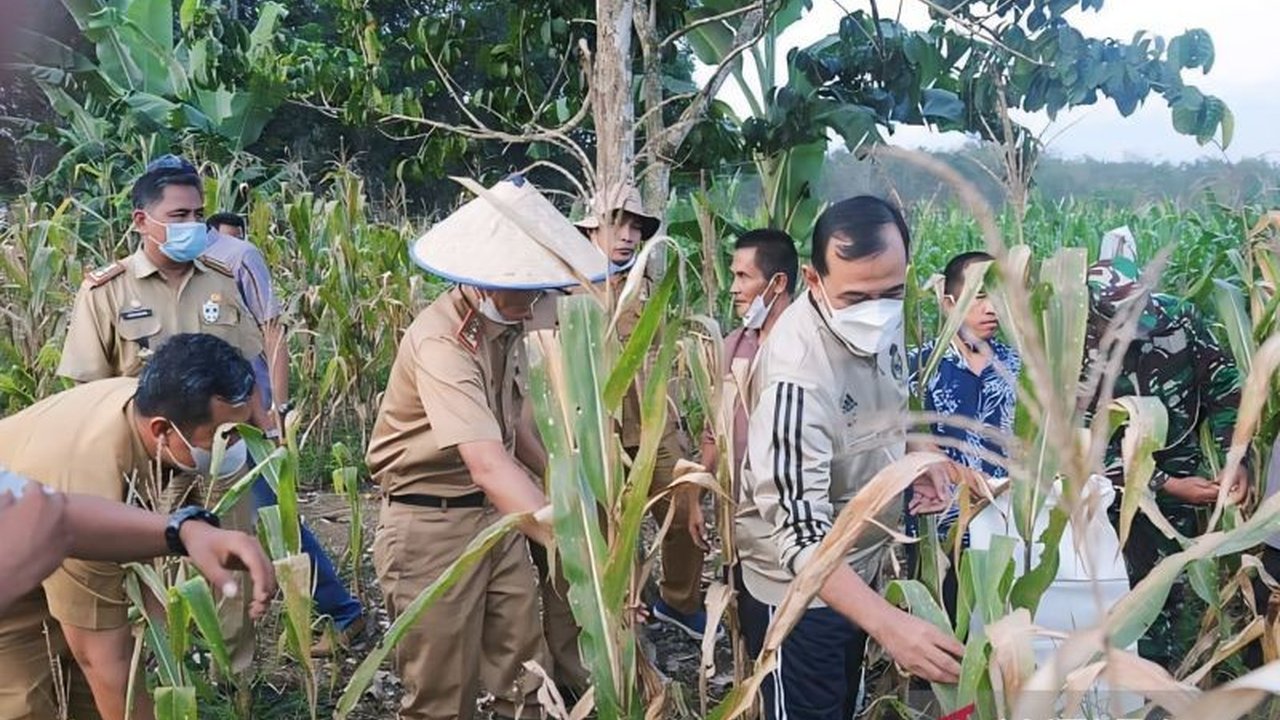 TNI AD berhasil panen raya jagung seluas 102 hektare di OKU Timur, Sumatera Selatan, berkat inovasi Mikroba PA 63 yang meningkatkan produktivitas dan kesejahteraan petani setempat.