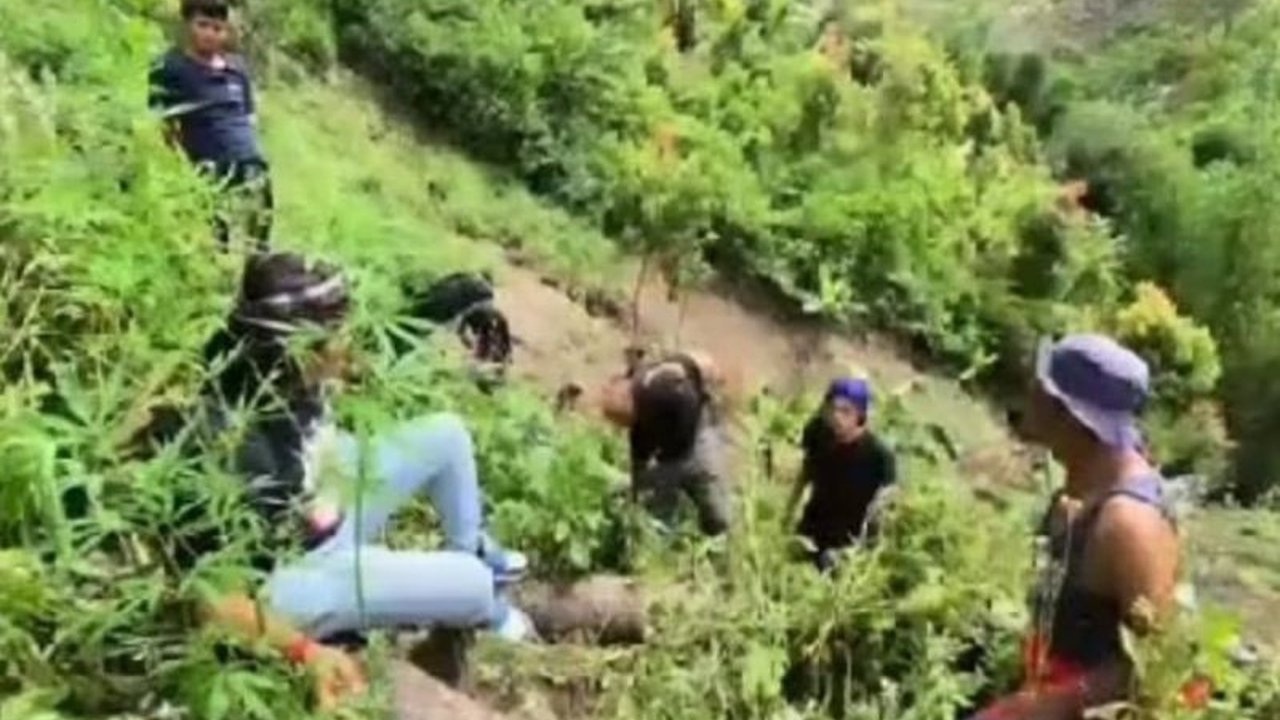 Polda Jambi tengah menyelidiki kasus penemuan 17 batang ganja di Sungai Penuh, Jambi, yang ditemukan di kebun milik seorang pelaku berinisial DI, dengan barang bukti tambahan berupa ganja kering dan peralatan terkait.