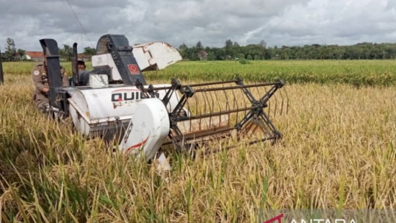 Kabupaten Bantul, DIY, diprediksi surplus beras hingga 55 ribu ton pada 2024 berkat peningkatan produktivitas panen yang signifikan, penggunaan teknologi tepat guna, dan dukungan pemerintah.