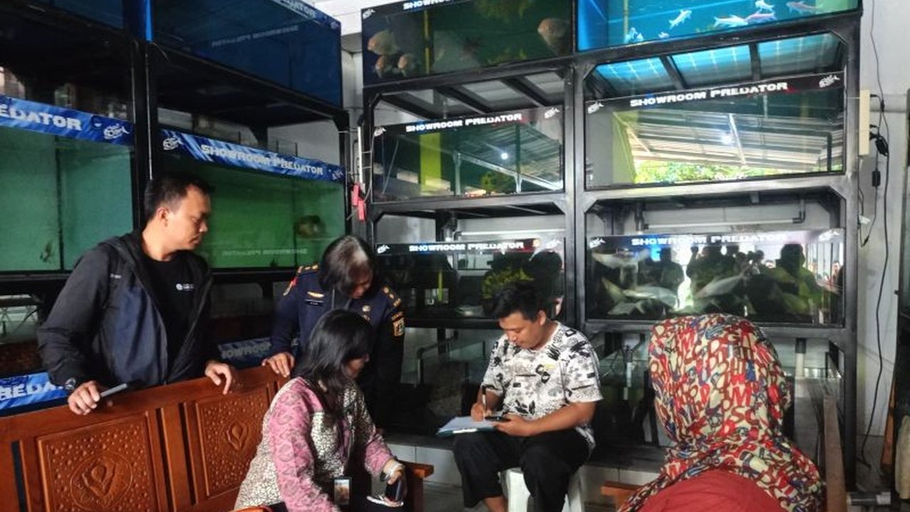 Dinas Ketahanan Pangan, Kelautan dan Pertanian (KPKP) DKI Jakarta melakukan sidak dan musnahkan ikan predator terlarang seperti piranha dan aligator di sebuah showroom ikan hias di Kramat Jati, Jakarta Timur, Kamis (13/2).