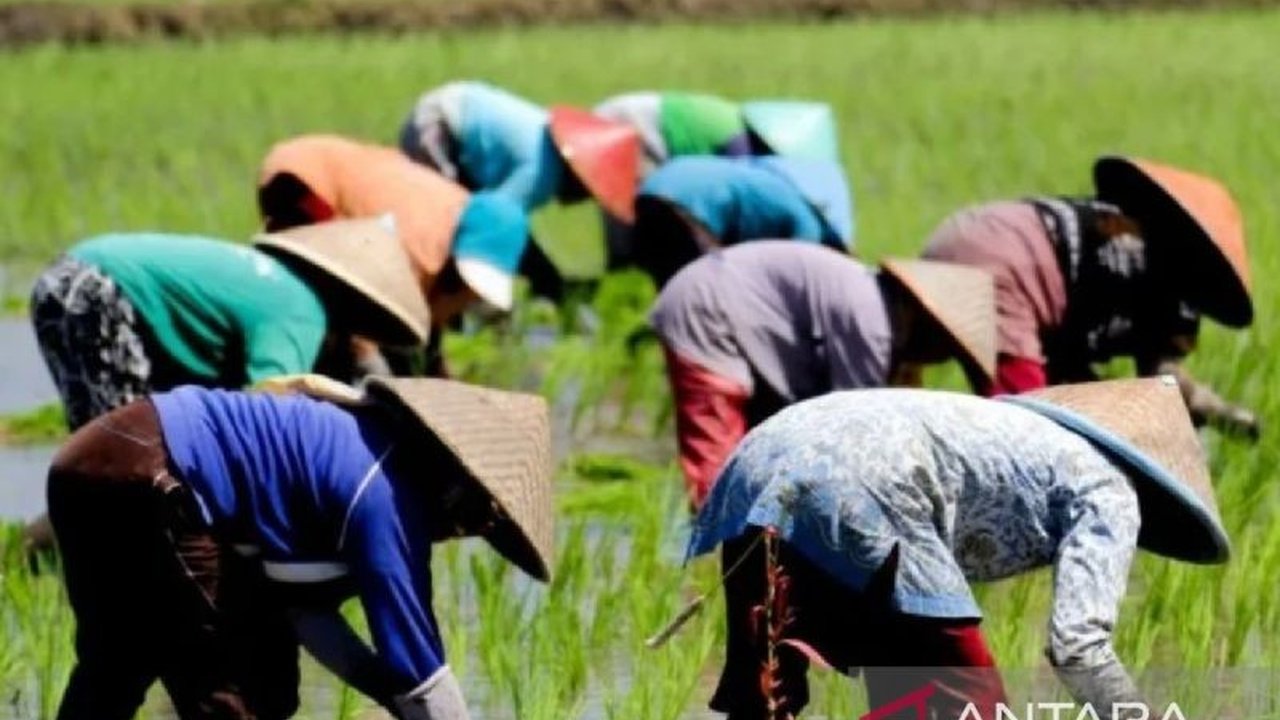 Situbondo Ditarget Luaskan Lahan Pertanian Jadi 65 Ribu Hektare