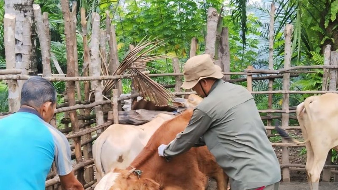 Dinas Pertanian OKU, Sumatera Selatan gencar melakukan vaksinasi PMK pada hewan ternak untuk mencegah penyebaran penyakit, meskipun belum ada kasus PMK yang ditemukan di wilayah tersebut.