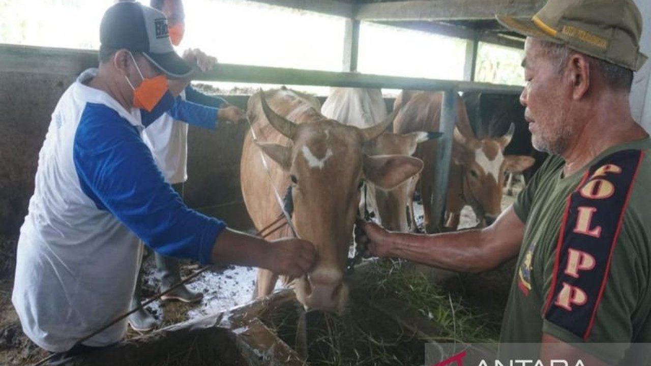 Pemerintah Kota Pekalongan membatasi lalu lintas ternak untuk mencegah penyebaran Penyakit Mulut dan Kuku (PMK) setelah beberapa wilayah tetangga teridentifikasi sebagai daerah terjangkit.