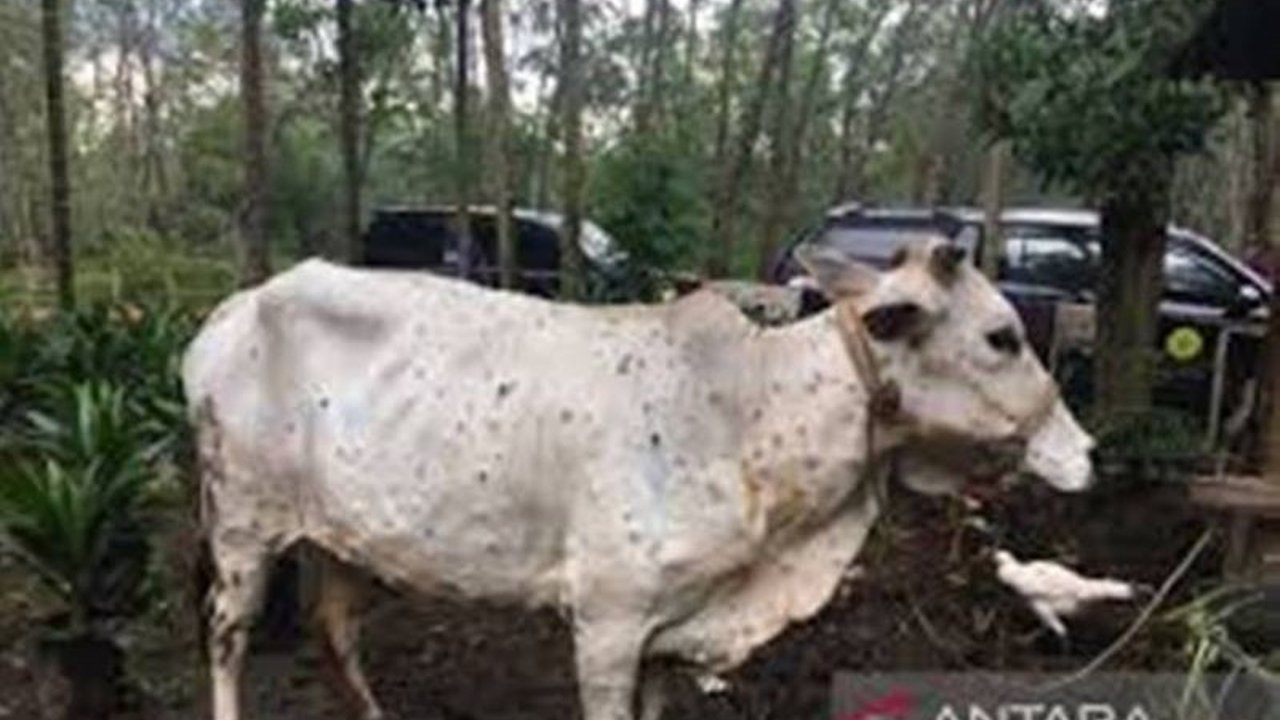 Dinas Peternakan dan Kesehatan Hewan Riau telah berhasil menyembuhkan 30 sapi dari Penyakit Mulut dan Kuku (PMK), namun vaksinasi terus digencarkan untuk mencegah penyebaran lebih lanjut.