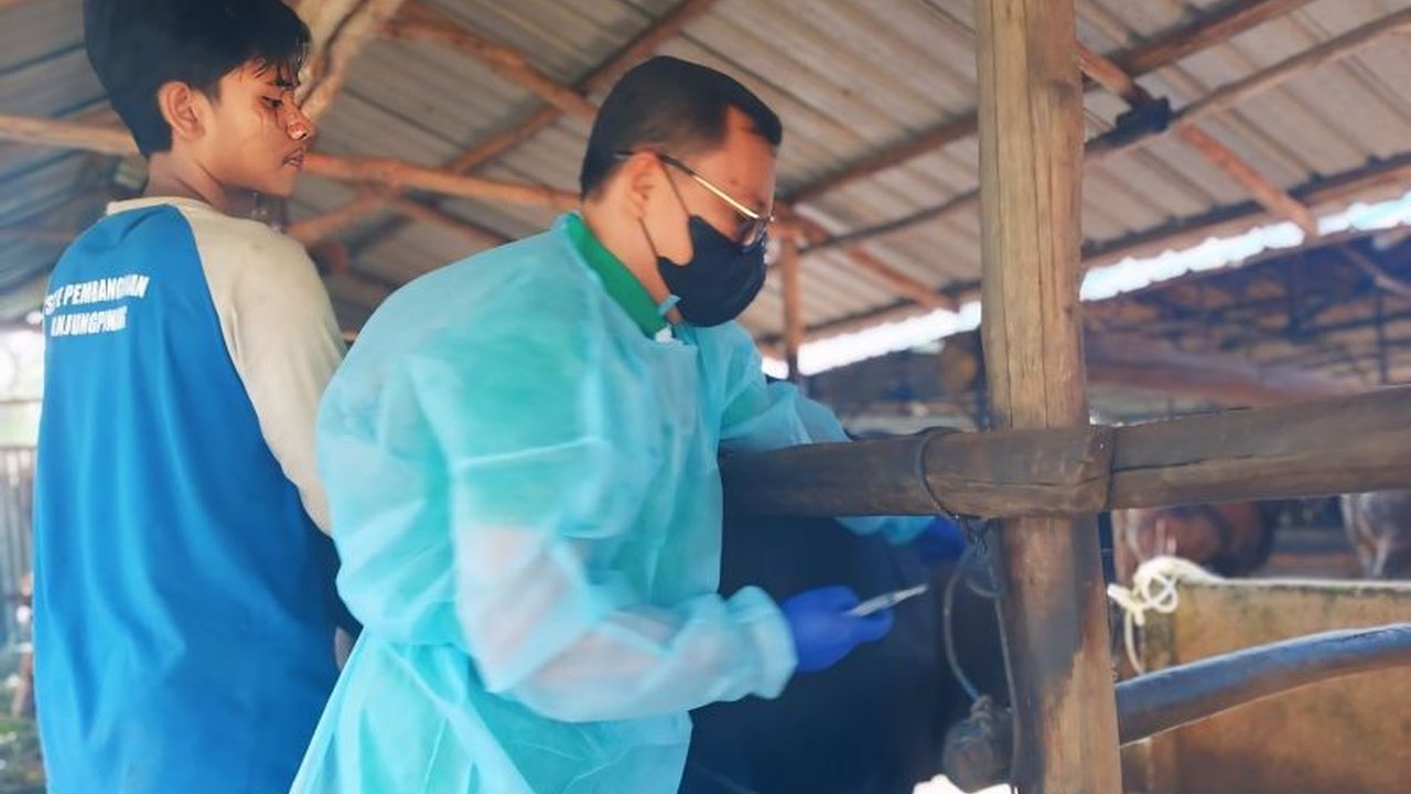 Pemerintah Kota Tanjungpinang memulai vaksinasi Penyakit Mulut dan Kuku (PMK) tahap pertama untuk 175 sapi di dua kecamatan, bertujuan mencegah wabah dan menjaga kesehatan ternak.