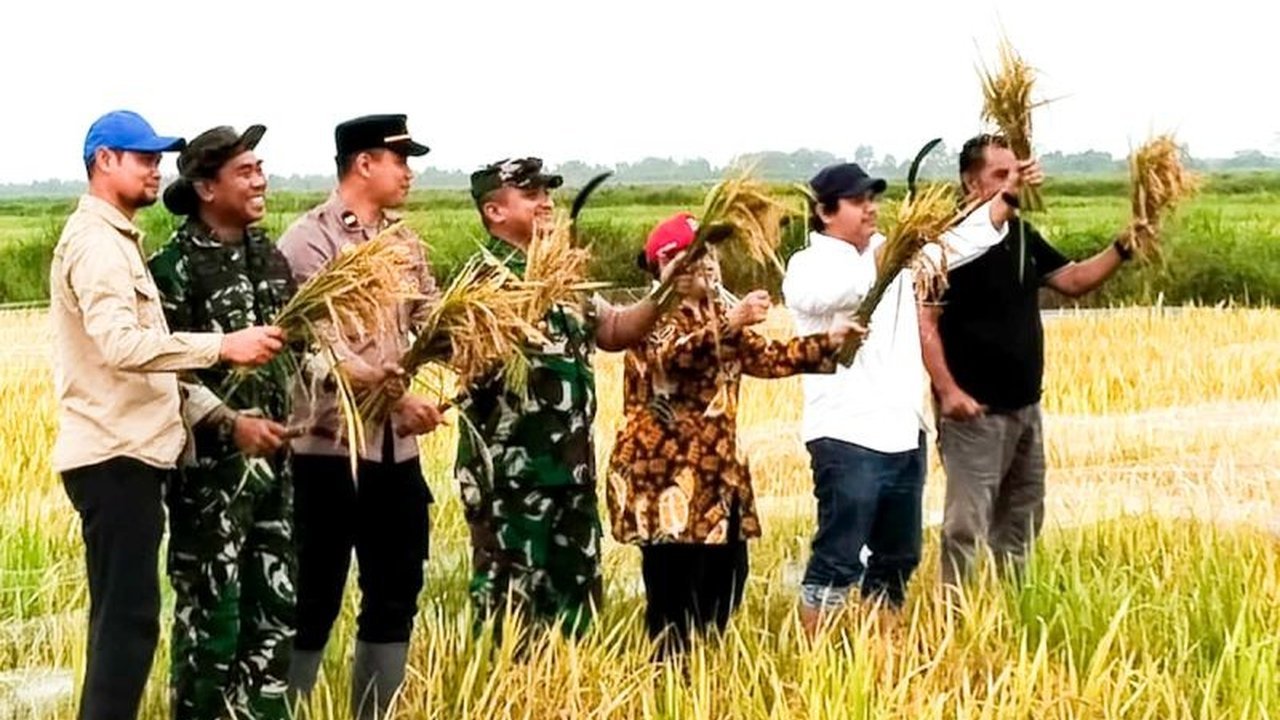 Panen raya padi di lahan baru Kabupaten Kapuas, Kalimantan Tengah, membuktikan keberhasilan implementasi pertanian modern dan menandai langkah maju menuju swasembada pangan nasional.