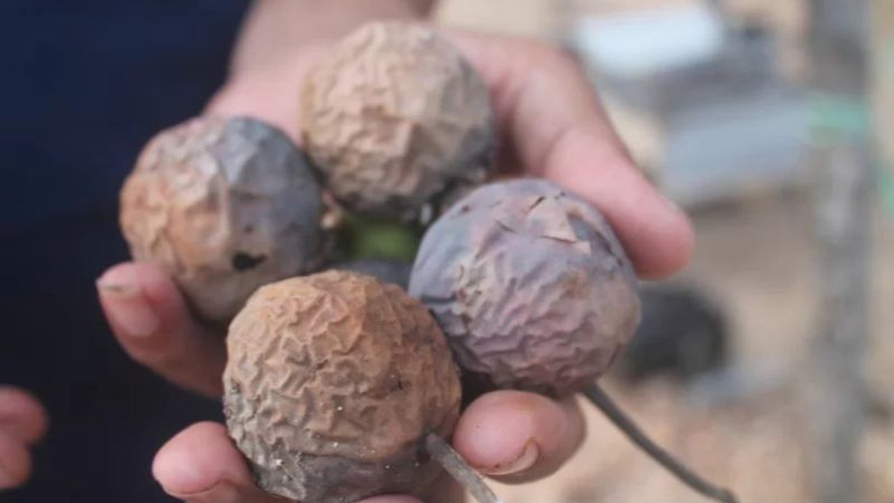 Tim Fapet UGM berhasil mengembangkan inovasi pemanfaatan biji nyamplung sebagai pakan ternak ramah lingkungan yang mampu mengurangi emisi gas rumah kaca dari sektor peternakan.