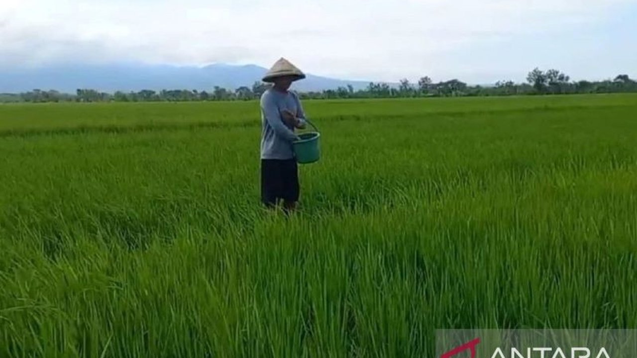 Studi IPB University menunjukkan gapoktan di Jawa Barat belum siap distribusikan pupuk bersubsidi karena belum memenuhi tujuh indikator dasar, sehingga IPB merekomendasikan penundaan kebijakan tersebut.
