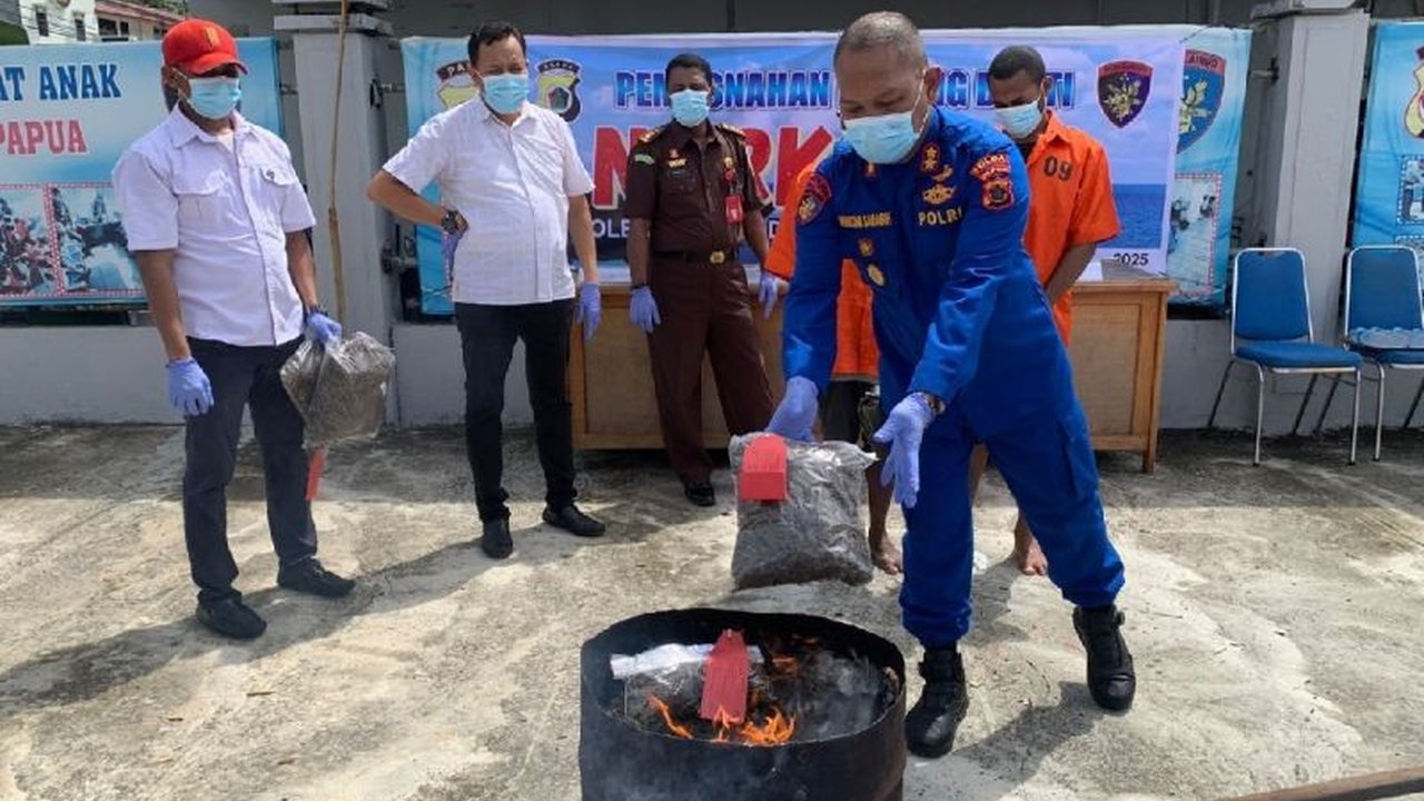 Polda Papua Musnahkan 6,1 Kg Ganja Asal Papua Nugini