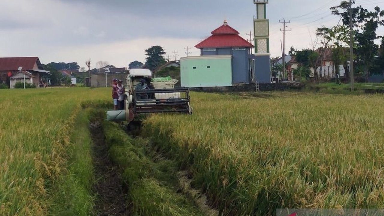 Perum Bulog Cabang Pati mulai menyerap gabah petani di Kudus dengan harga sesuai HPP, menargetkan 23.000 ton gabah sepanjang tahun, memberikan dampak positif bagi petani.