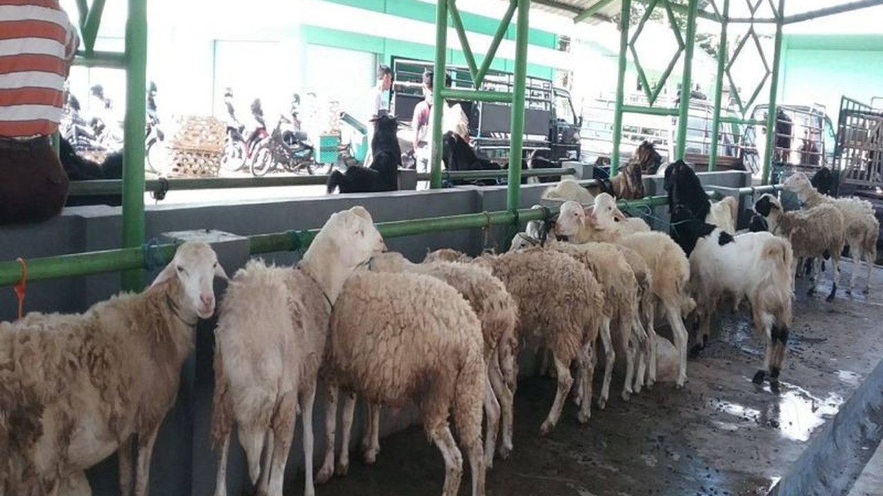 Dinas Pertanian Kulon Progo mewajibkan Surat Keterangan Kesehatan Hewan (SKKH) untuk semua hewan ternak yang masuk wilayahnya guna mencegah penyebaran Penyakit Mulut dan Kuku (PMK), meskipun Pasar Hewan Pengasih sudah kembali beroperasi.