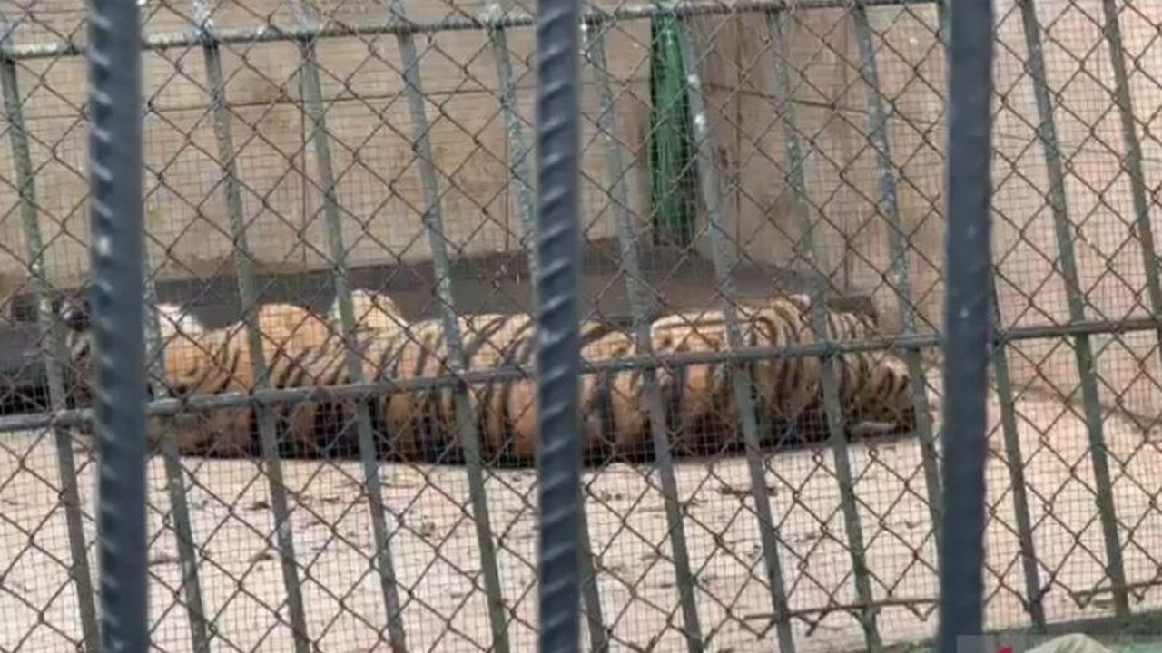 UPTD Taman Rimba Jambi memastikan harimau Sumatra bernama Uni, berusia 23 tahun, dalam kondisi sehat meskipun terlihat kurus karena faktor usia lanjut, dan mendapatkan perawatan optimal.