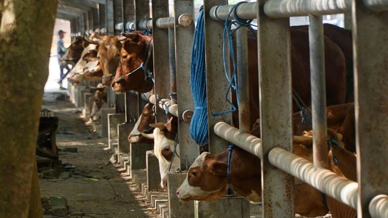 Wabah PMK yang merebak sejak Desember 2024 menyebabkan harga sapi di Tulungagung anjlok hingga Rp2 juta, membuat pedagang merugi dan pasar hewan sepi.