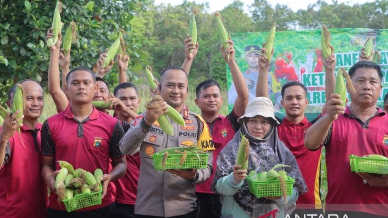 Polres Bangka Tengah Sukses Panen Jagung Manis, Dukung Ketahanan Pangan Nasional