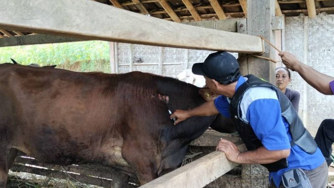 Pemerintah Kabupaten Pacitan menerima tambahan 28.750 dosis vaksin PMK dari Kementerian Pertanian dan Pemprov Jatim, bertujuan melindungi 80% populasi ternak di Pacitan dari wabah PMK.