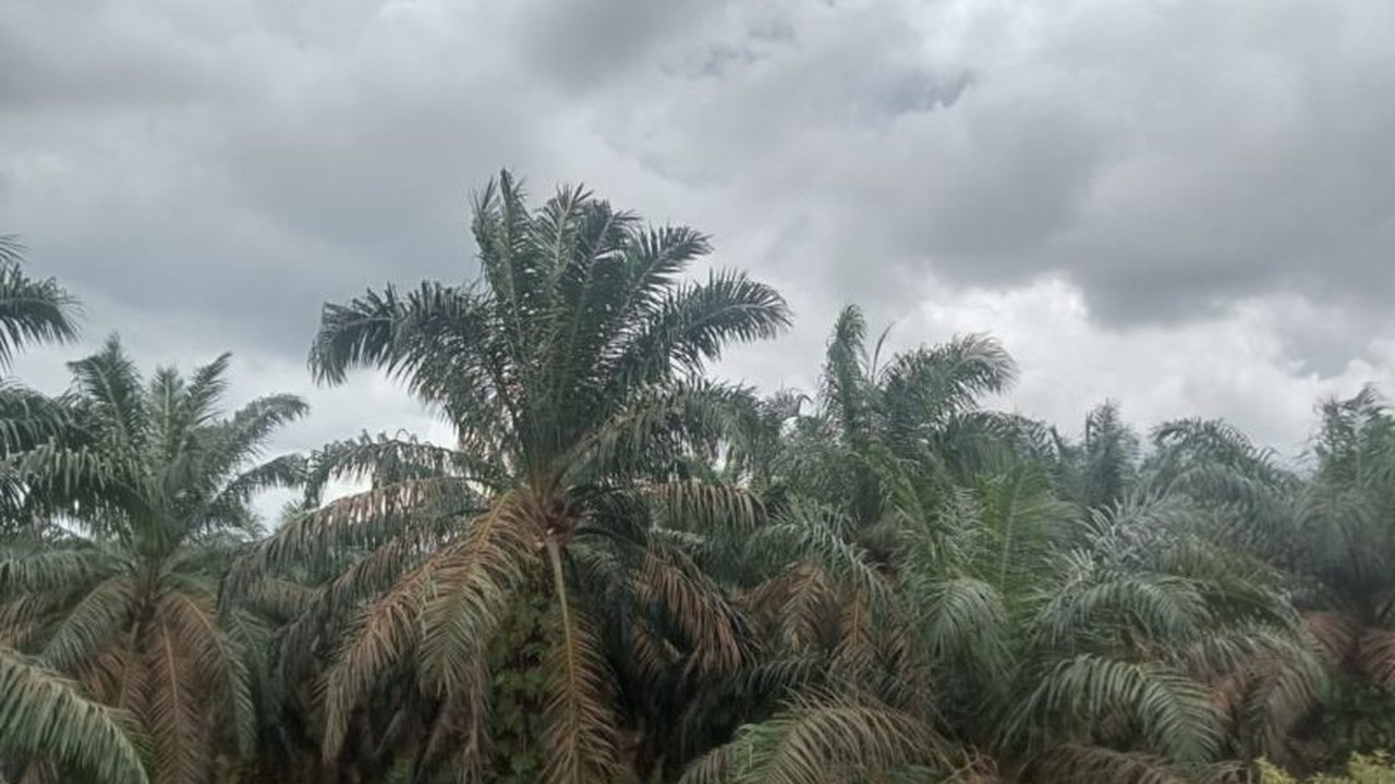 Bank Indonesia Provinsi Jambi menekankan pentingnya peran pemerintah daerah dalam menjaga produktivitas sektor pertanian dan perkebunan untuk menopang pertumbuhan ekonomi Jambi, terutama produksi kelapa sawit dan program PSR.