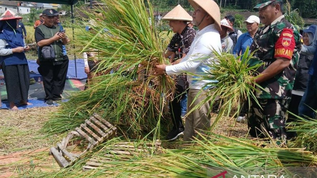 Perum Bulog Cabang Magelang targetkan penyerapan gabah petani Temanggung sebanyak 4.000 ton dengan harga Rp6.500 per kg, demi menunjang perekonomian petani dan stabilisasi ketahanan pangan nasional.