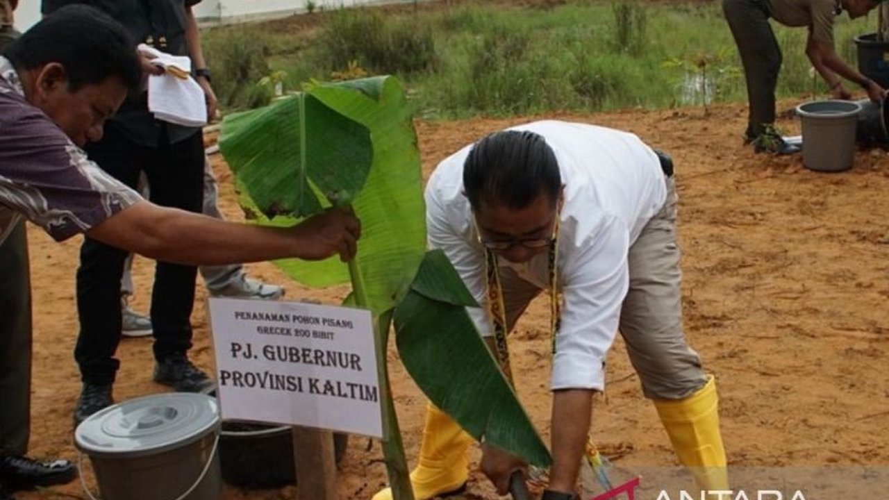 Pemerintah Provinsi Kalimantan Timur (Pemprov Kaltim) mengoptimalkan program ketahanan pangan melalui gerakan penanaman pohon, termasuk pisang, yang melibatkan sekolah dan masyarakat untuk meningkatkan produksi pangan dan menciptakan nilai tambah.