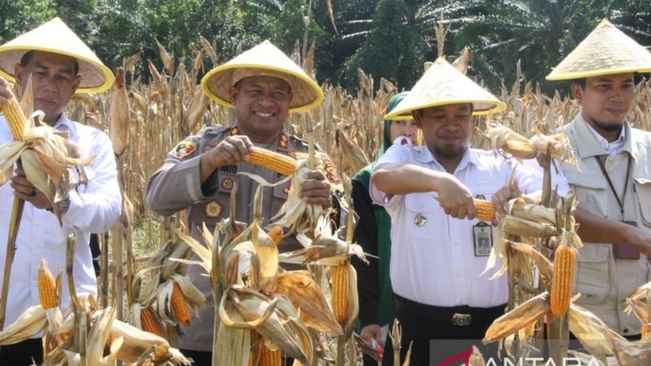 Polres Penajam Paser Utara mengajak warga menanam jagung untuk ketahanan pangan, berkolaborasi dengan Kodim dan Pemkab setempat, dengan hasil panen perdana yang menjanjikan di Babulu dan penanaman di Sepaku.