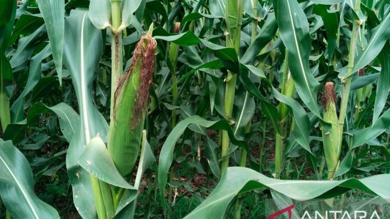 Produksi jagung di Padang Pariaman, Sumatera Barat, turun drastis menjadi 39.100 ton di tahun 2024 akibat harga bibit yang tinggi, harga jual yang rendah, dan bencana alam, memaksa petani beralih ke komoditas lain.