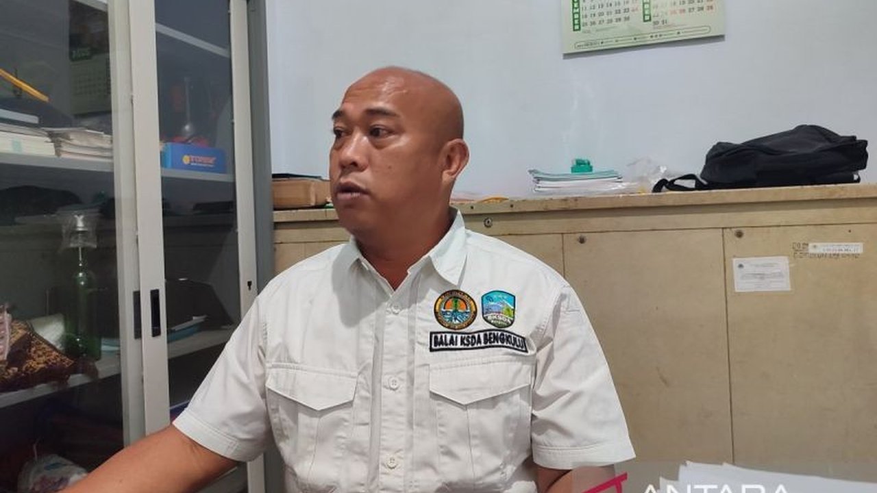 Tim BKSDA Bengkulu-Lampung memasang perangkap untuk mengevakuasi beruang madu yang muncul di perkebunan warga Desa Padang Tambak, Bengkulu Tengah, meresahkan warga sekitar, dan BKSDA juga terus memantau kemunculan harimau Sumatera di wilayah tersebut.