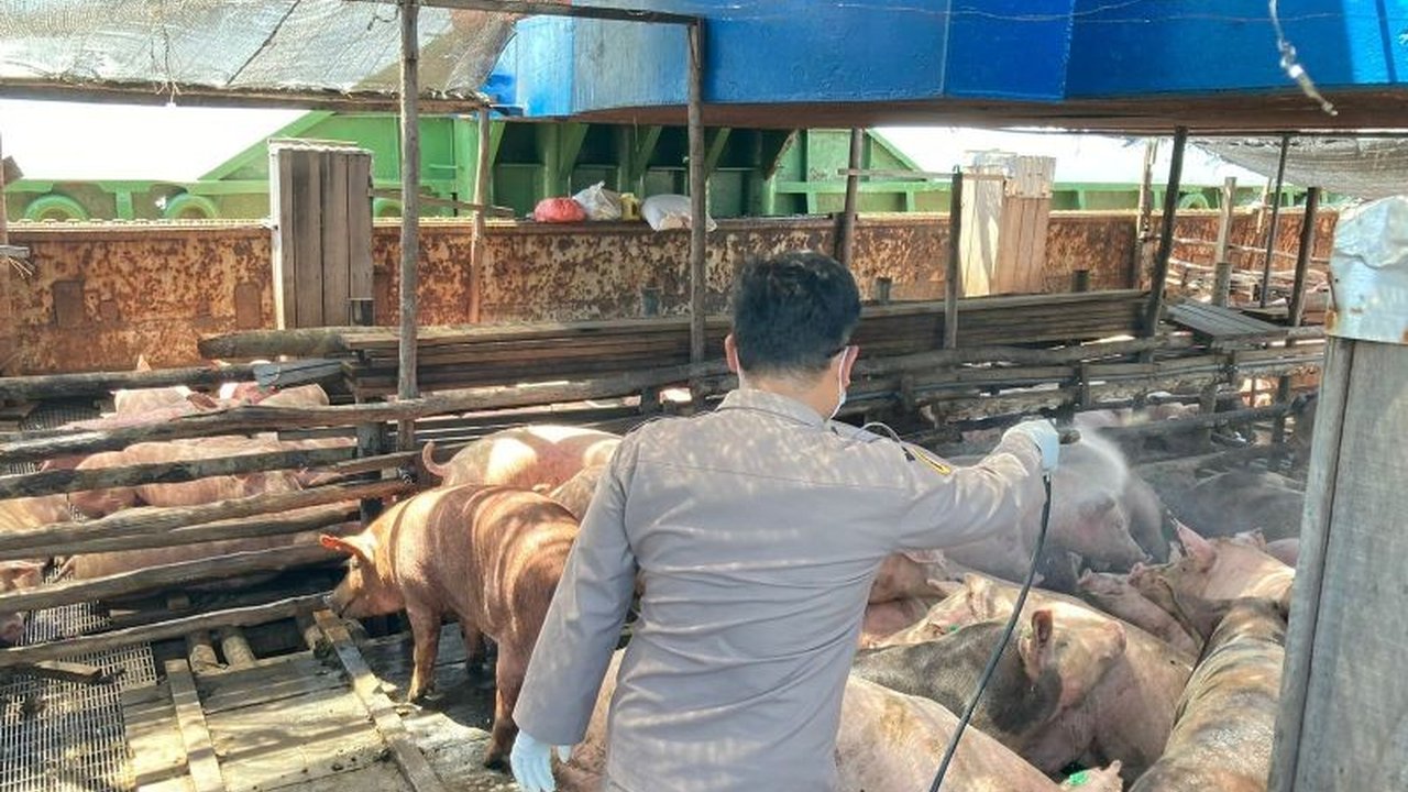 Kolaborasi Antar Daerah Diperlukan untuk Atasi PMK di Sulawesi Utara