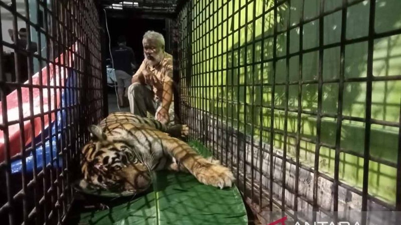 Balai Konservasi Sumber Daya Alam (BKSDA) Aceh menurunkan tim untuk mengatasi konflik harimau sumatra yang menyerang ternak warga di Aceh Selatan, berupaya mengusir harimau dan memasang kamera jebak untuk verifikasi.