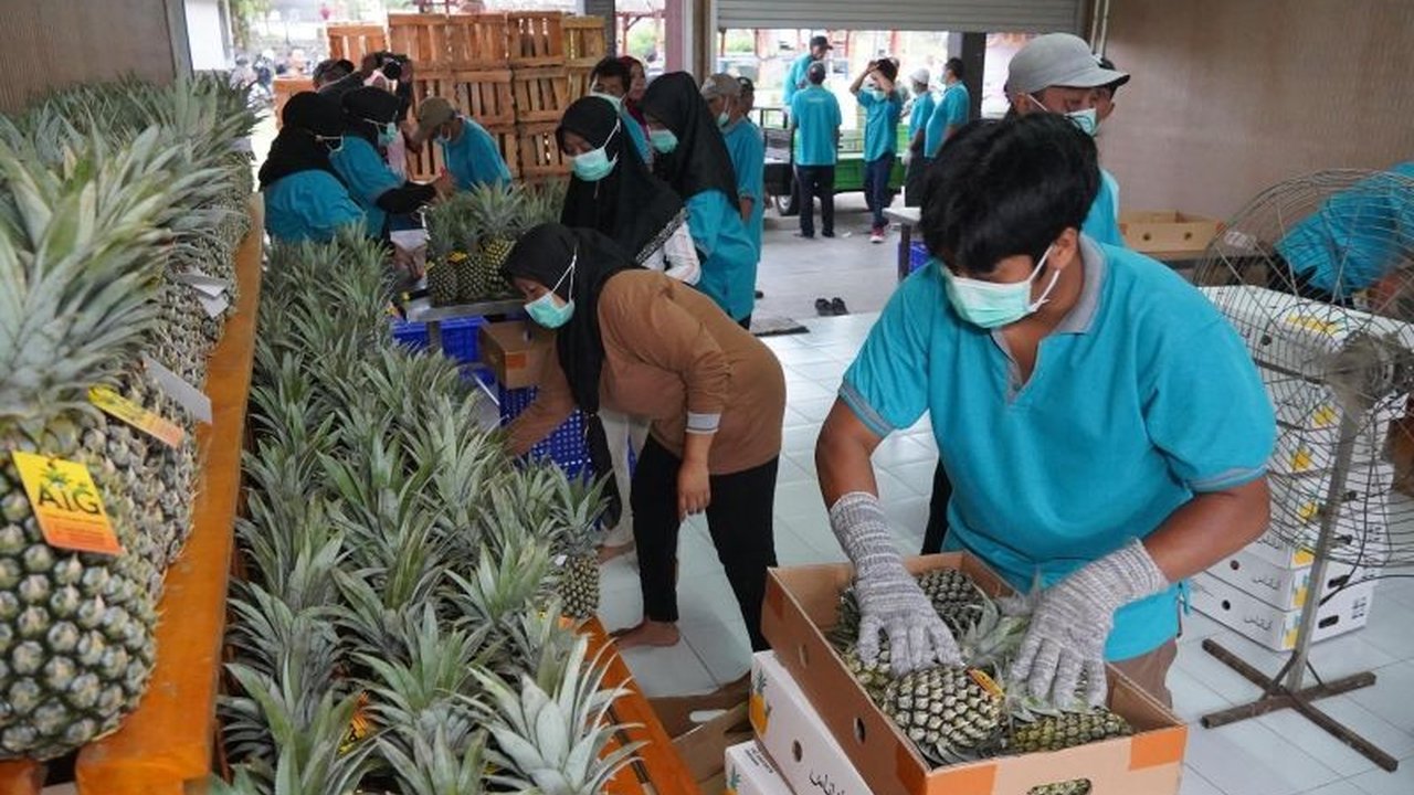 Ekspor perdana nanas Kediri ke Uni Emirat Arab melalui Koperasi Nanas Sumber Rejeki membuka peluang pasar internasional dan meningkatkan pendapatan petani.