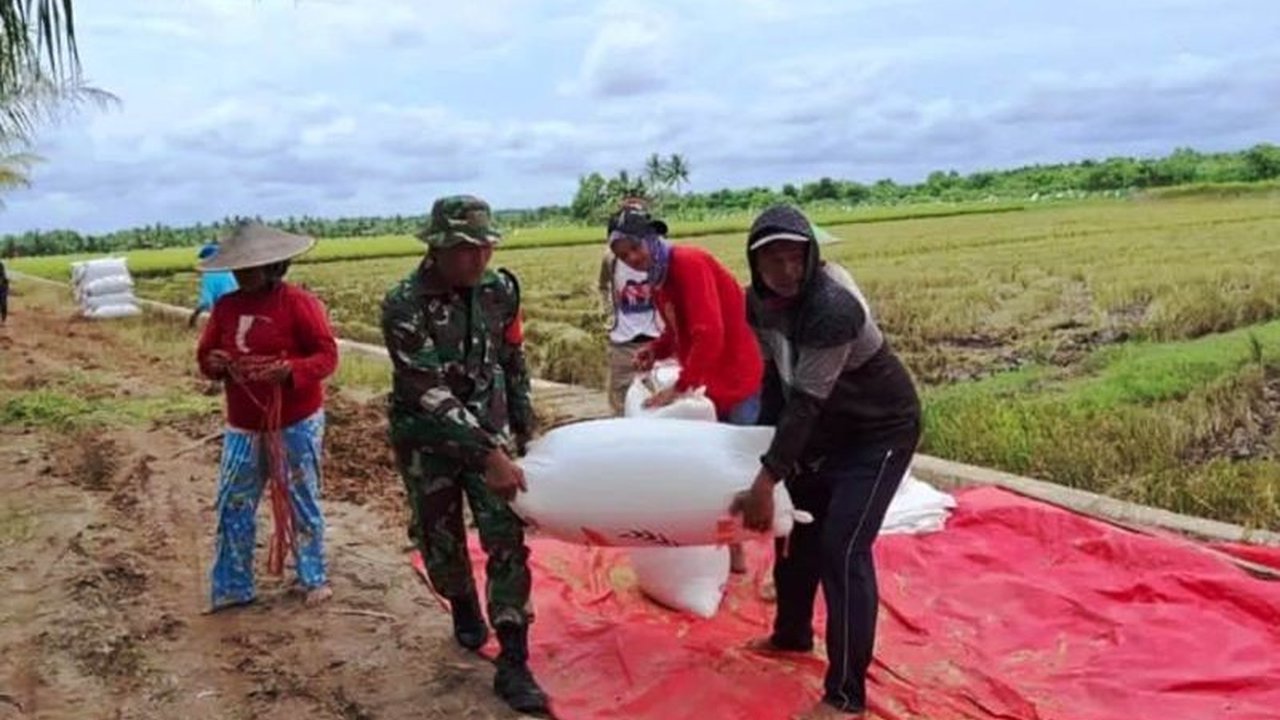 Kodim 0908/Bontang mengawasi harga gabah di wilayahnya agar sesuai instruksi Presiden, yaitu Rp6.500 per kilogram, demi mendukung ketahanan pangan nasional.