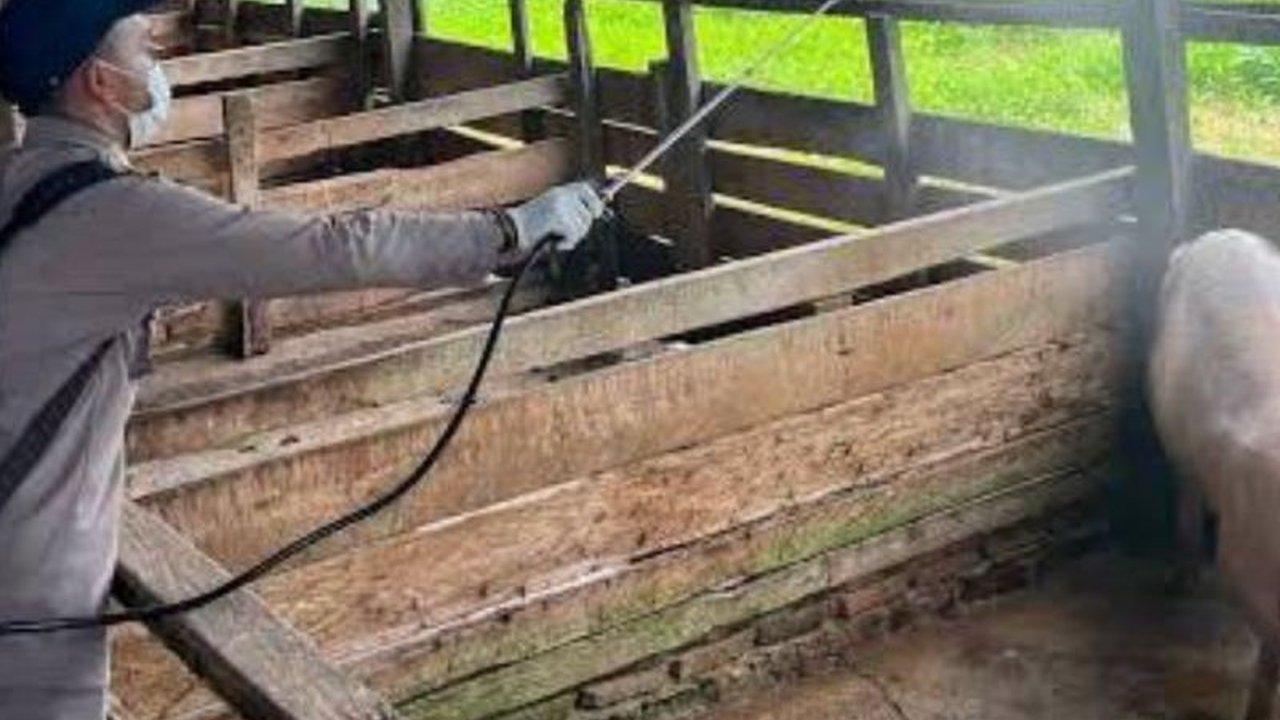 BBKHIT Papua dan Balai Veteriner Jayapura kirim 500 liter disinfektan ke Nabire untuk mencegah penyebaran African Swine Fever (ASF) yang mengancam populasi babi dan ekonomi masyarakat Papua.